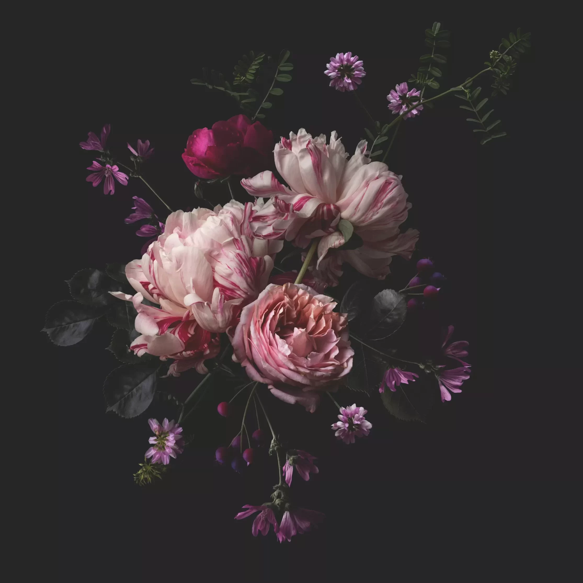 Dark Pink Peonies