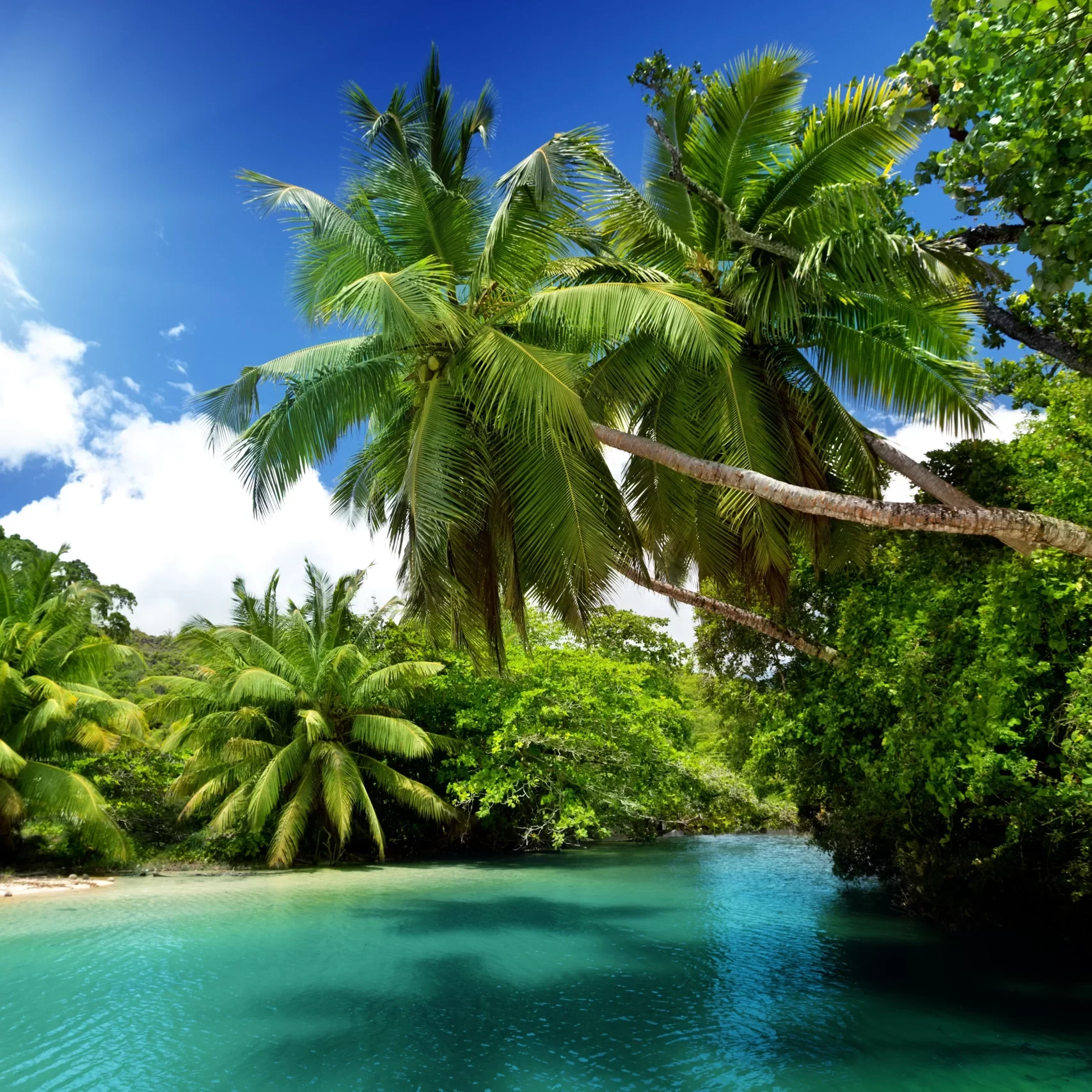 Palms