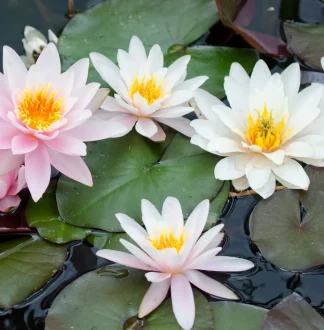 Lilies