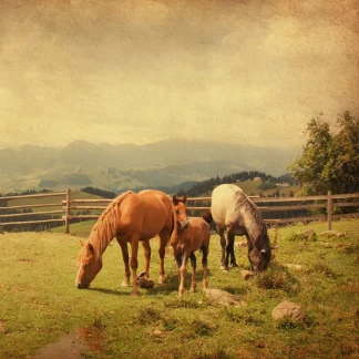 Horses