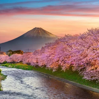In the Sakura Mountains