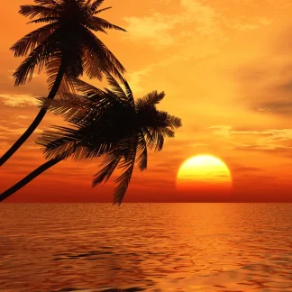 Palms and sun