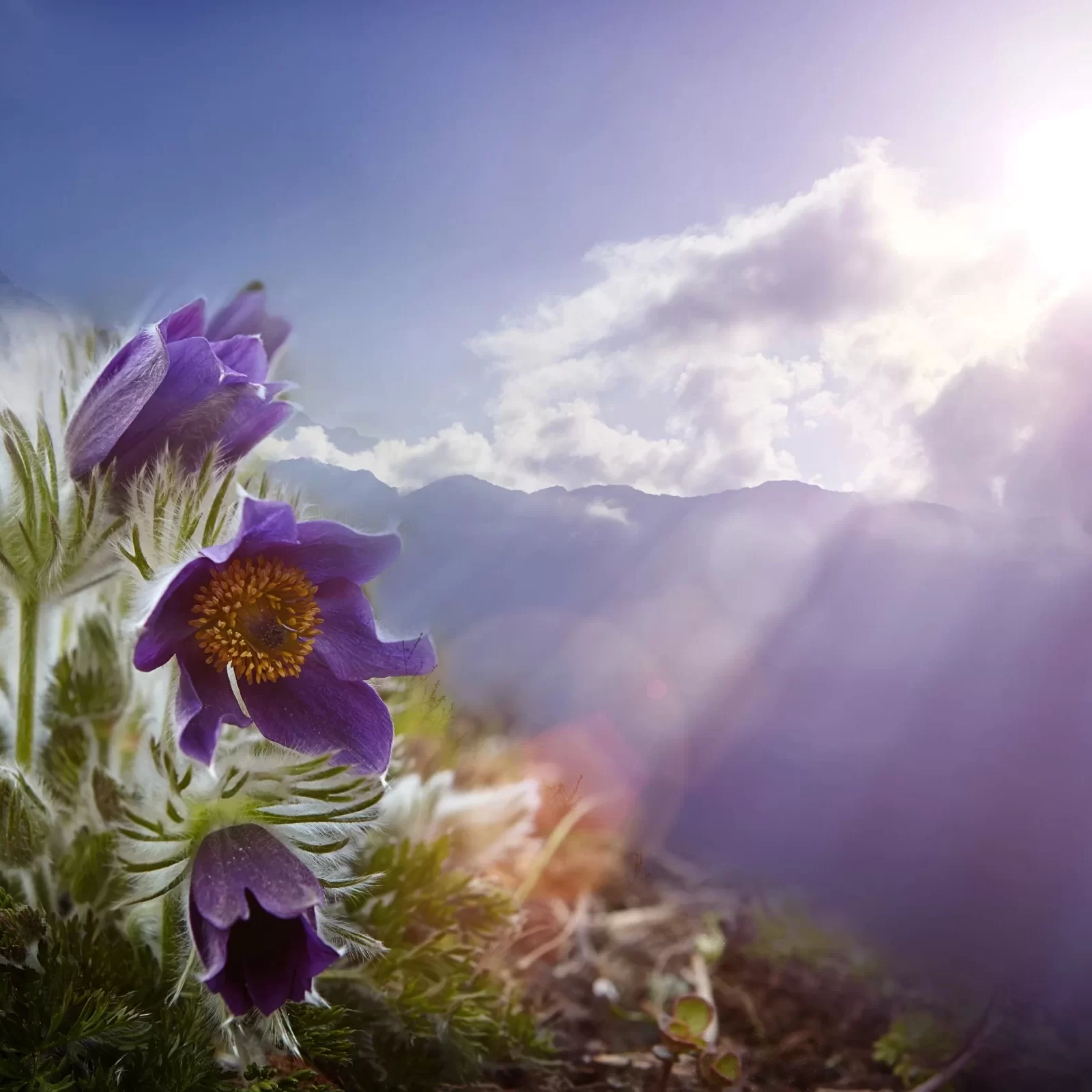 Flowers in the mountains